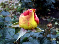 Бутон розы в последний день октября